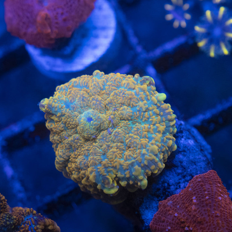 tequila sunrise rhodactis mushroom WYSIWYG live coral for sale at AquaGemCorals