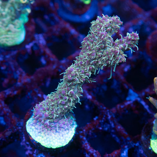 voodoo magic acro - AquaGemCorals