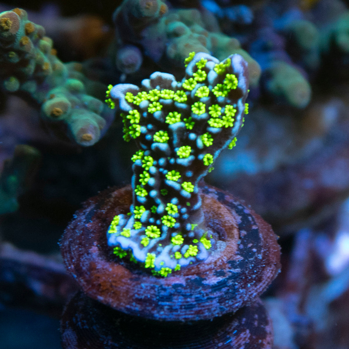 wile dynamite montipora coral frag from AquaGem Corals