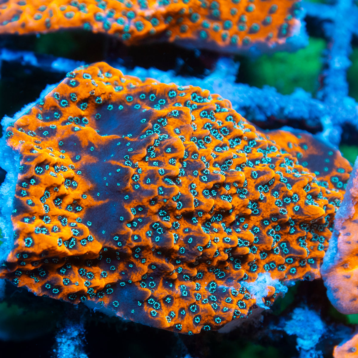 wwc dragon fruit montipora live reef coral - AquaGemCorals