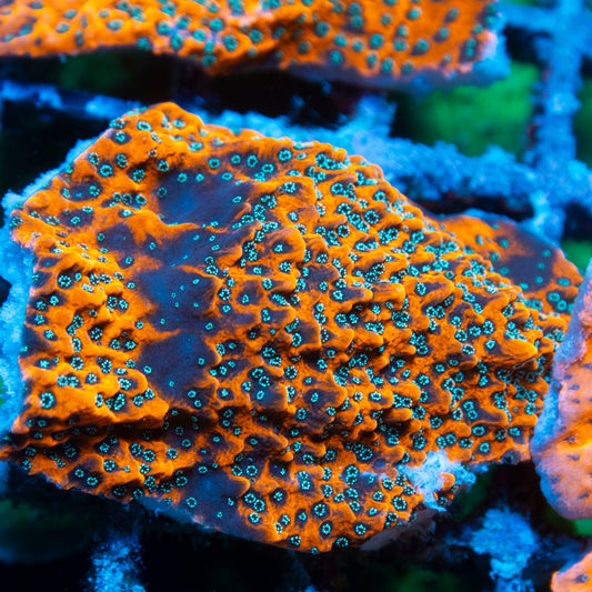 wwc dragon fruit montipora live reef coral - AquaGemCorals