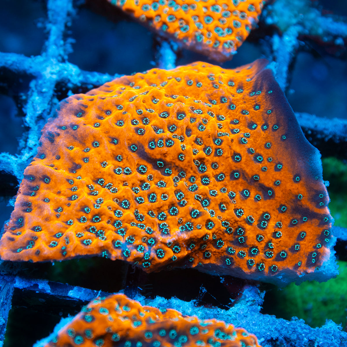 wwc dragon fruit montipora live reef coral - AquaGemCorals