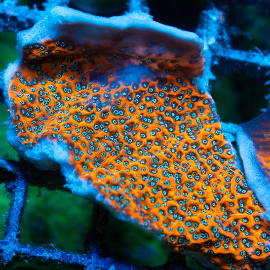 wwc dragon fruit montipora live reef coral - AquaGemCorals