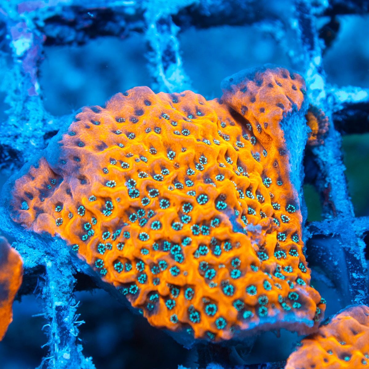 wwc dragon fruit montipora