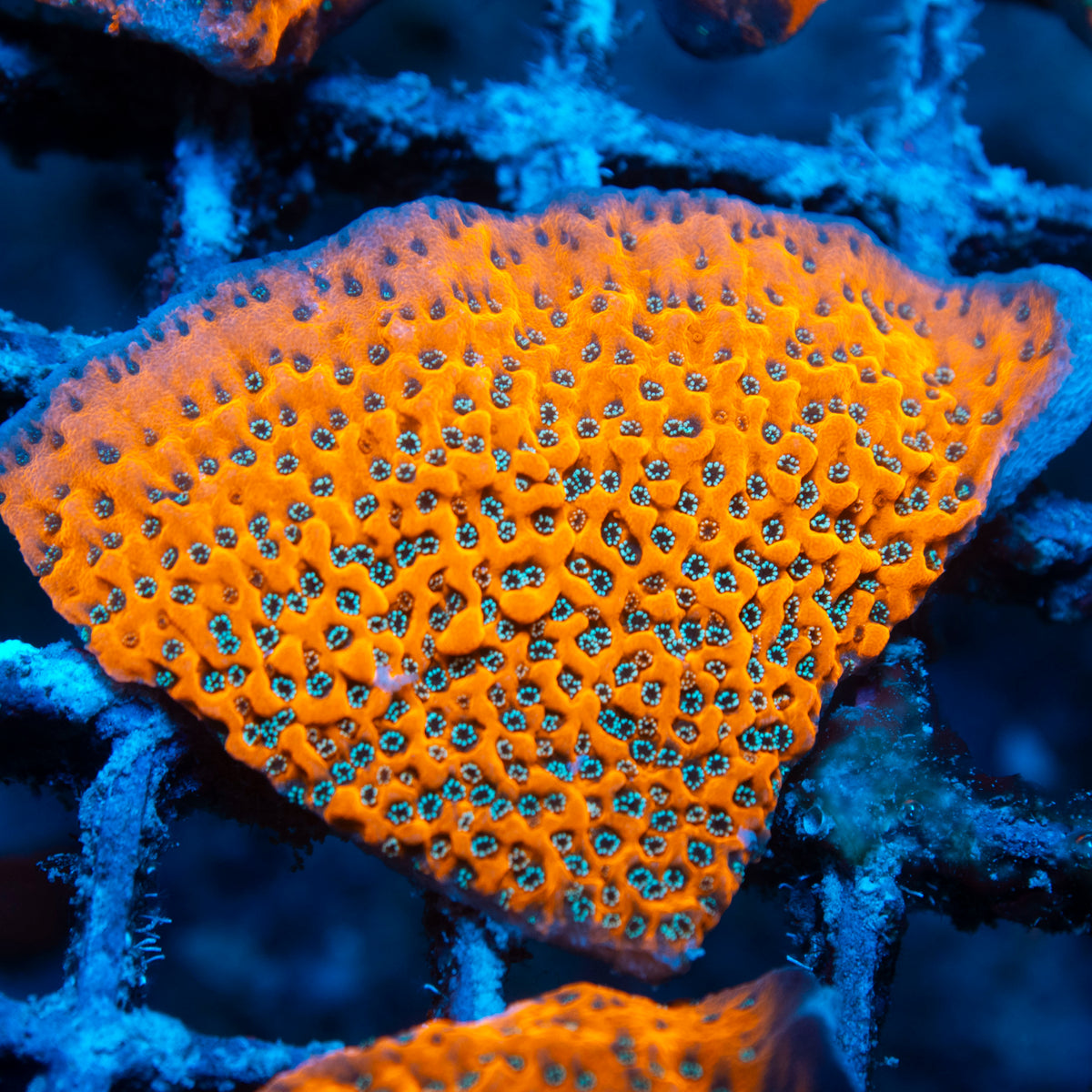 wwc dragon fruit montipora