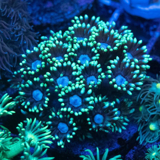 All Coral-AquaGemCorals – Page 3