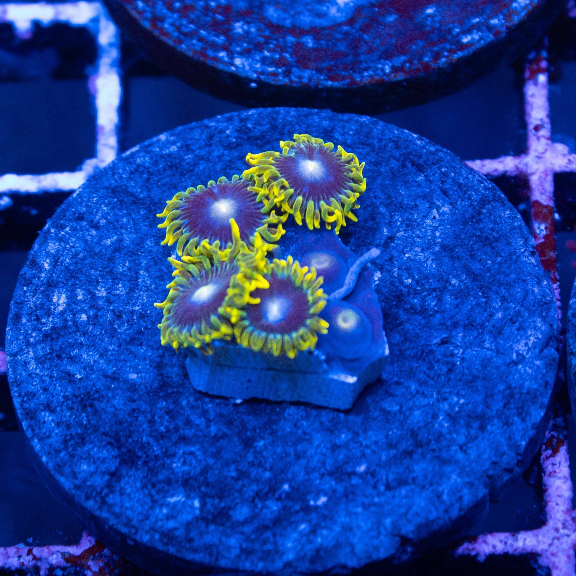 Blue Steel Zoanthids AquaGemCorals